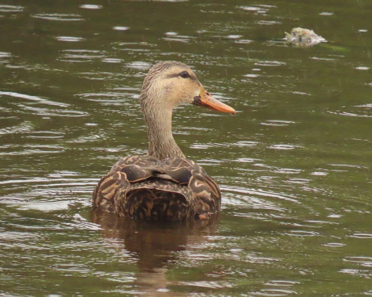 Крижень звичайний х флоридський - ML646989178