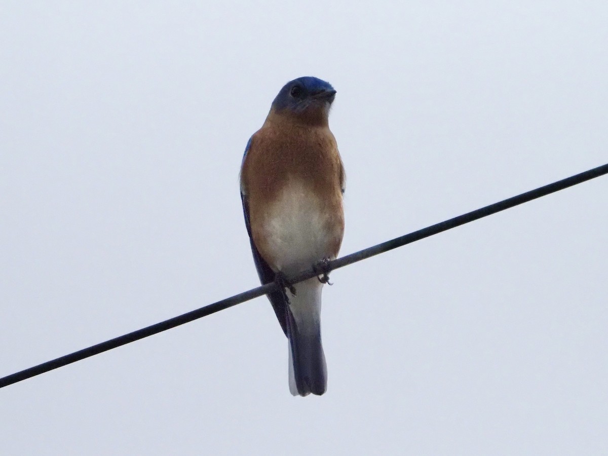 Eastern Bluebird - ML646989182