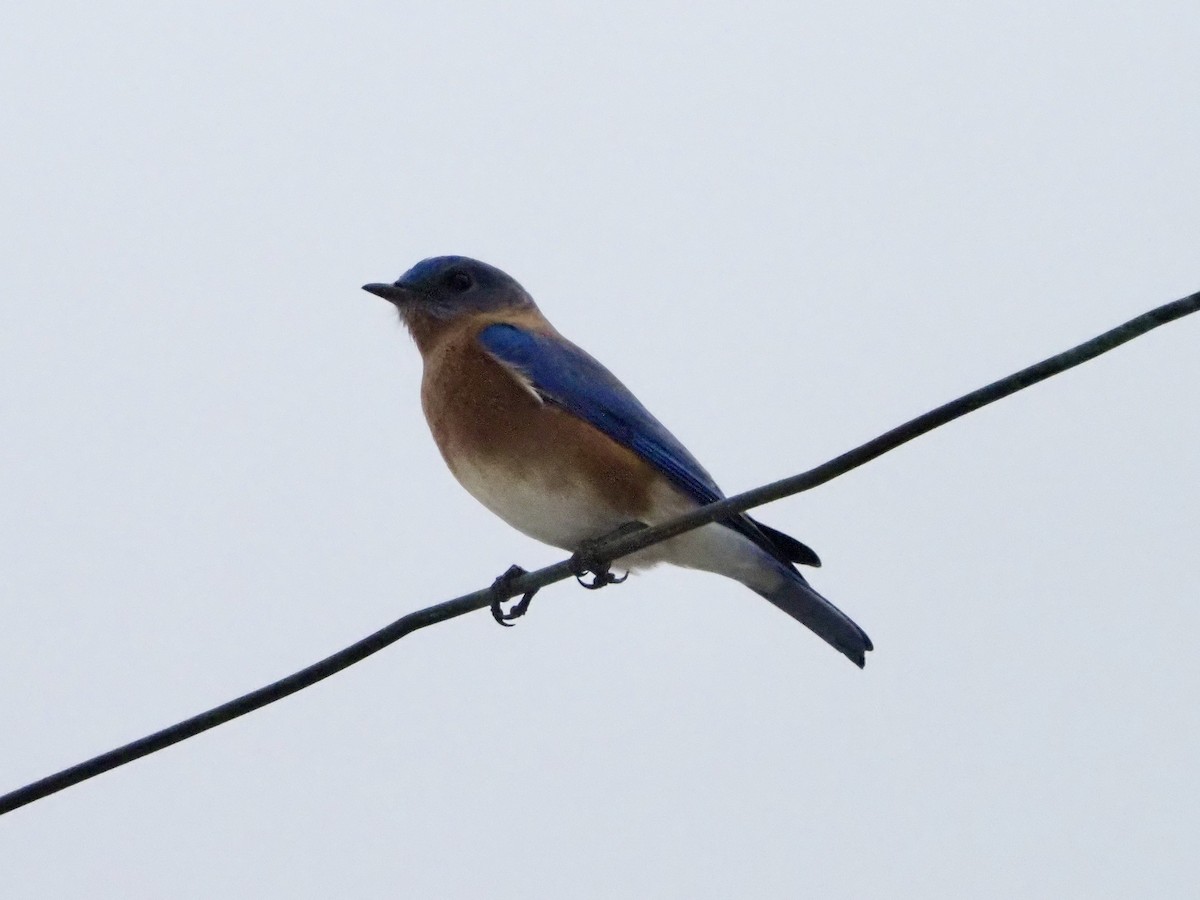 Eastern Bluebird - ML646989183
