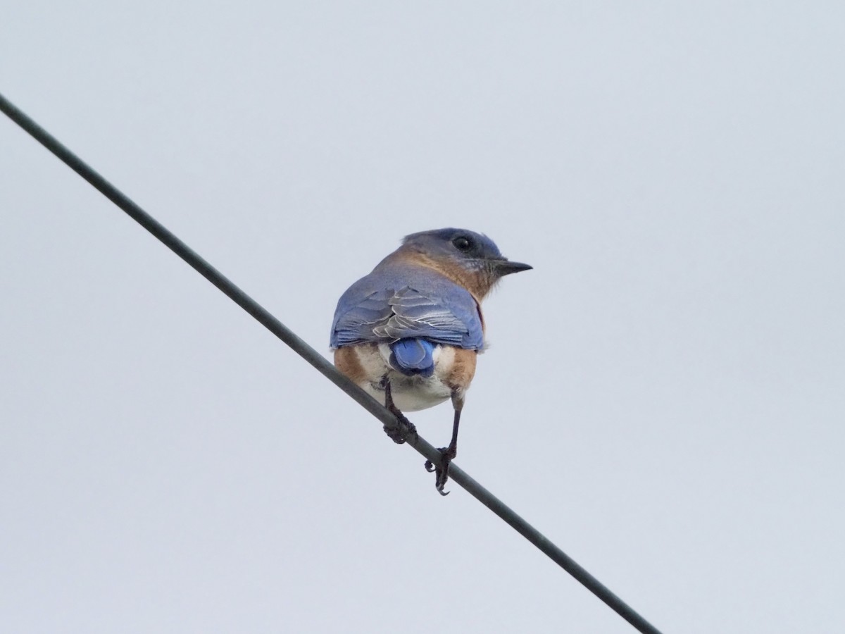 Eastern Bluebird - ML646989184