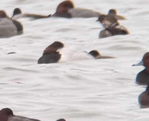 Porrón Coacoxtle - ML646989186