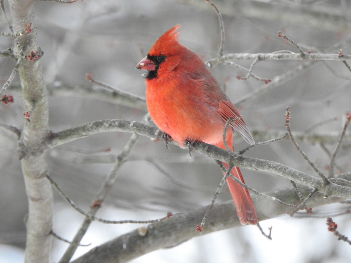 Kırmızı Kardinal - ML646989187