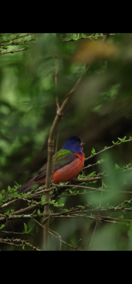 Painted Bunting - ML646989188