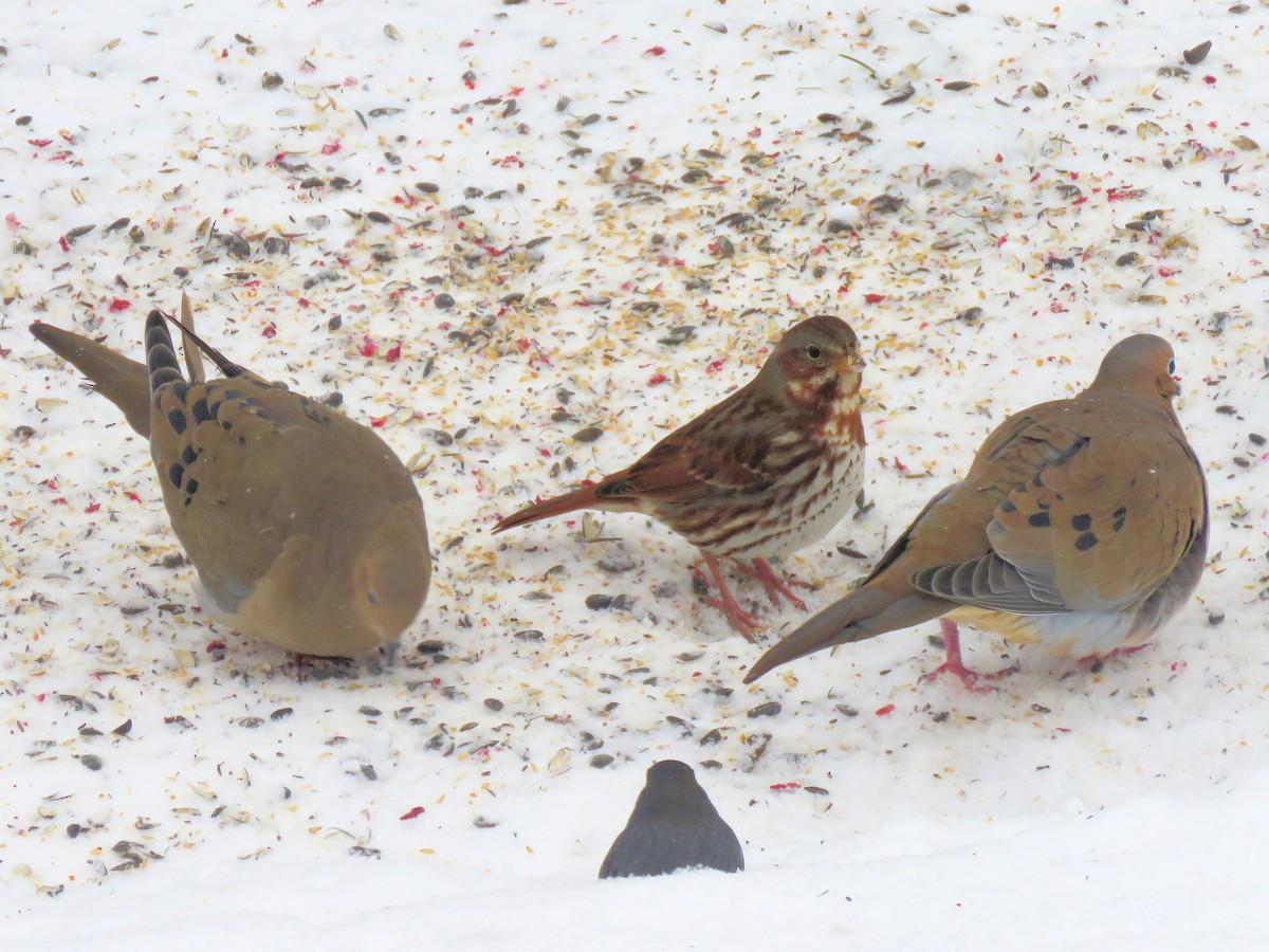 strnadec kaštanový - ML646989193