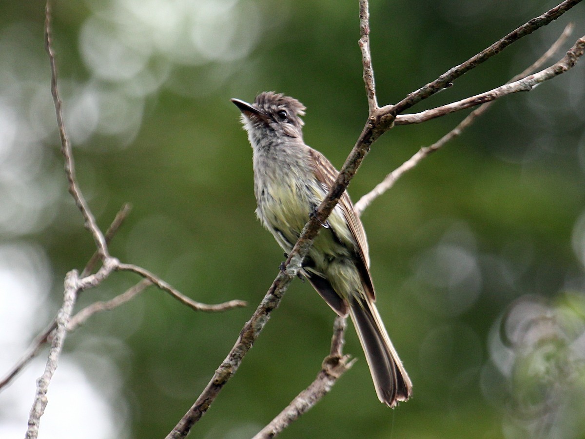 Breitschnabel-Schopftyrann - ML646989198