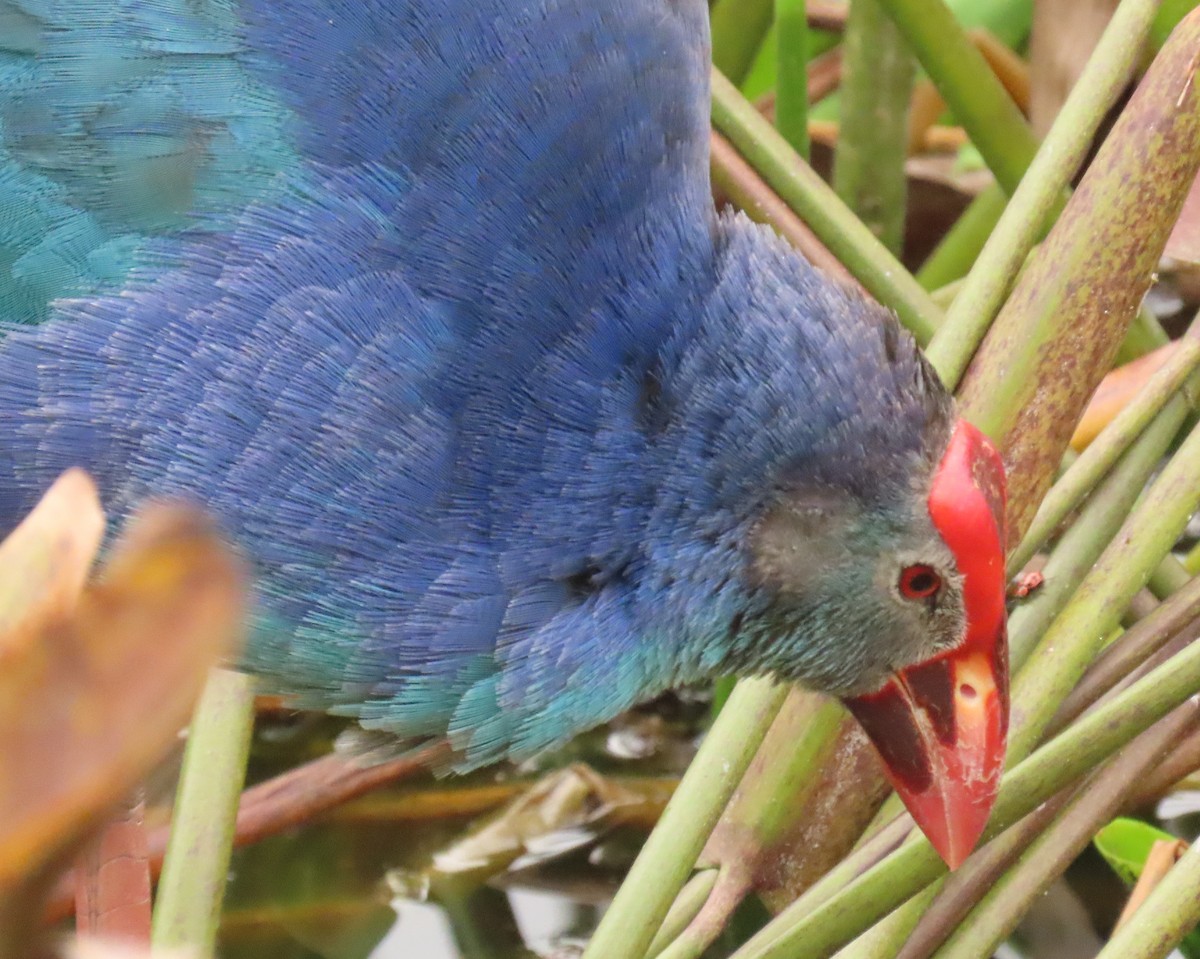 Gray-headed Swamphen - ML646989202