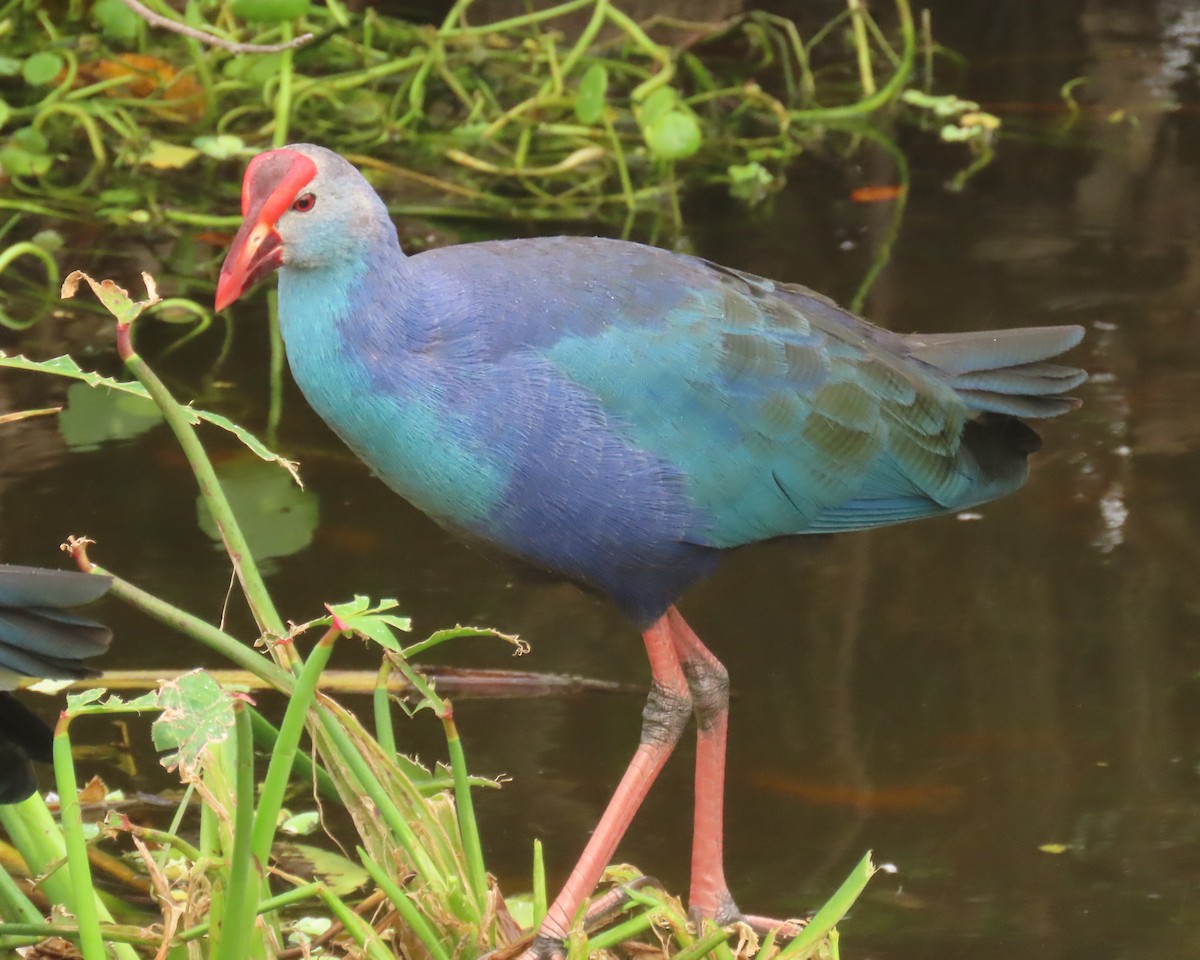 Gray-headed Swamphen - ML646989203