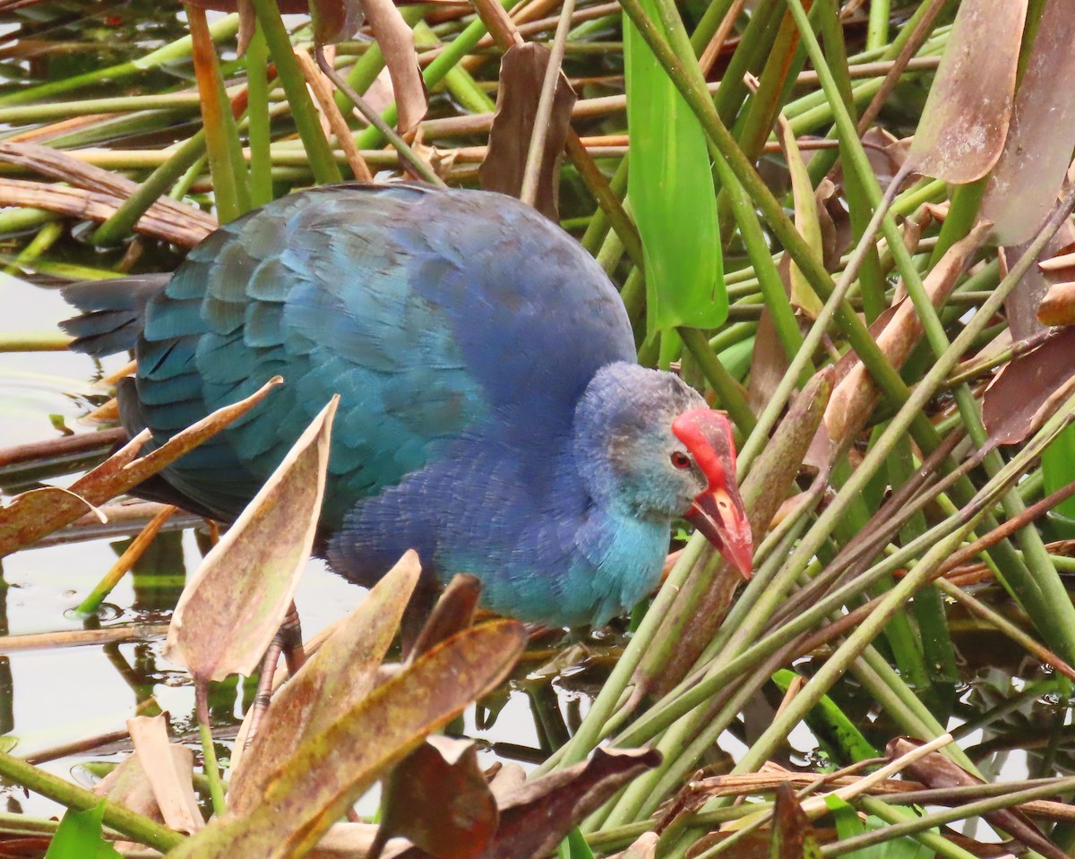 Gray-headed Swamphen - ML646989204