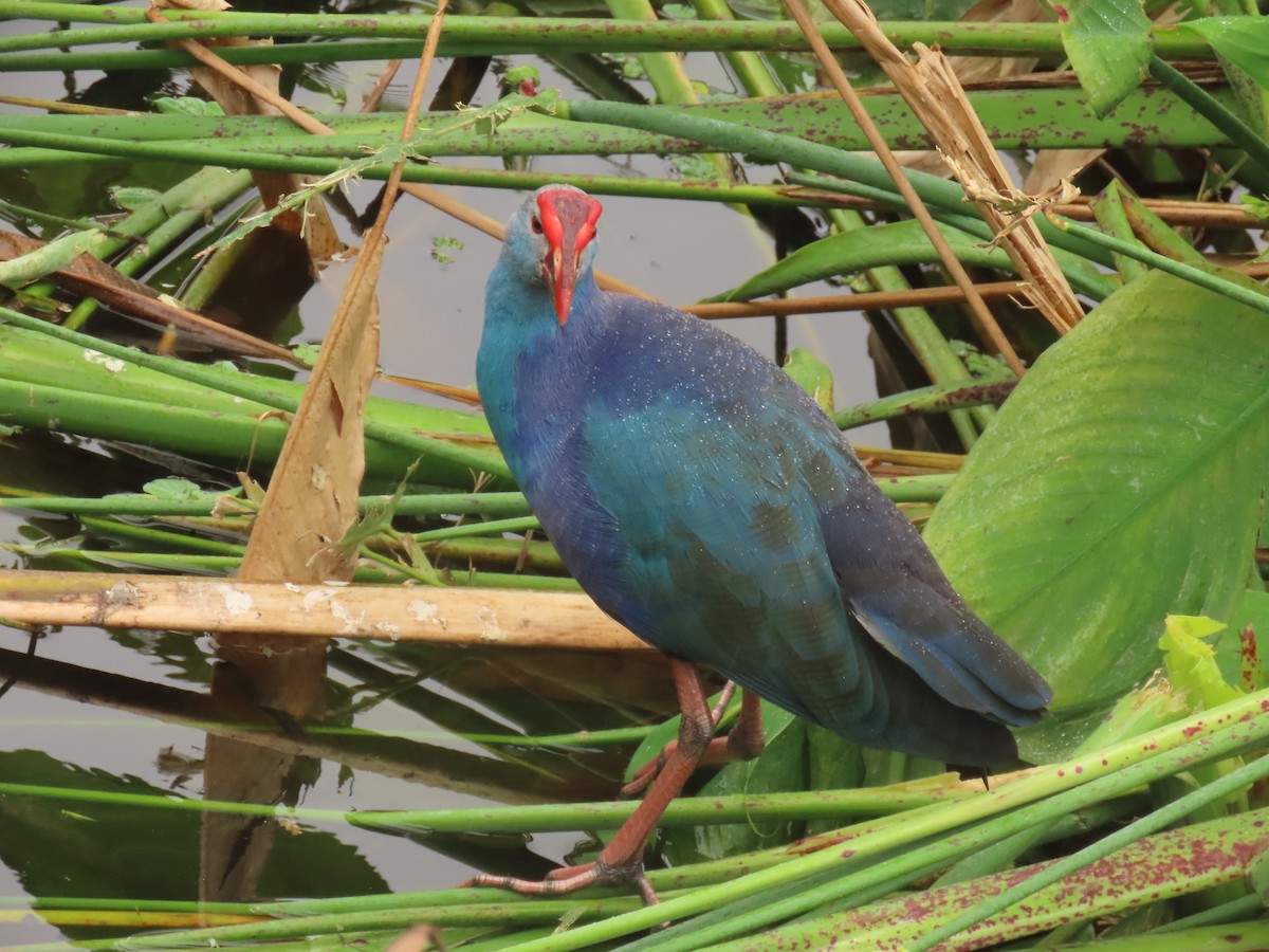Gray-headed Swamphen - ML646989205