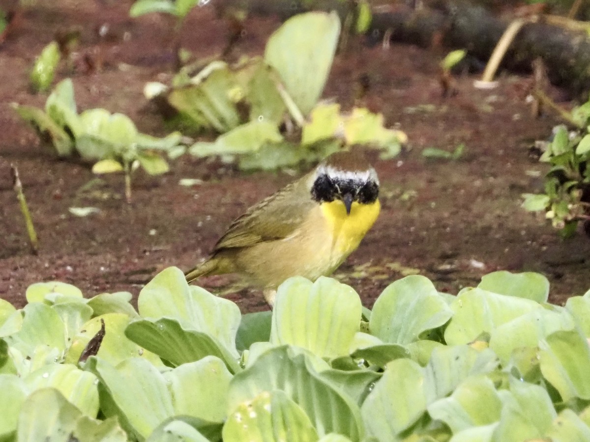 Common Yellowthroat - ML646989210