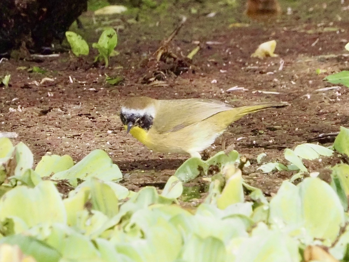 Common Yellowthroat - ML646989211