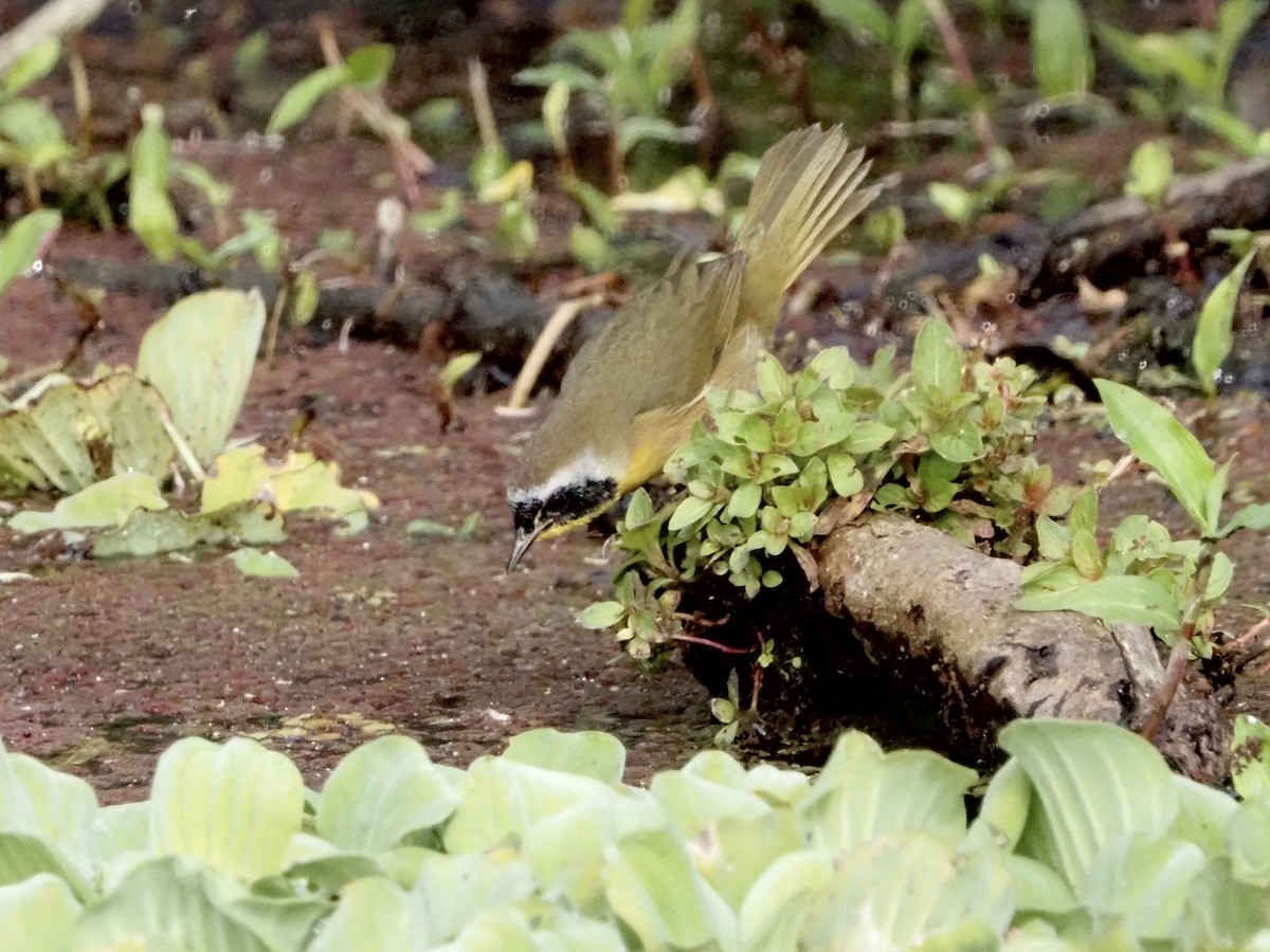 Common Yellowthroat - ML646989212