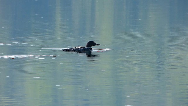 Plongeon huard - ML646989217