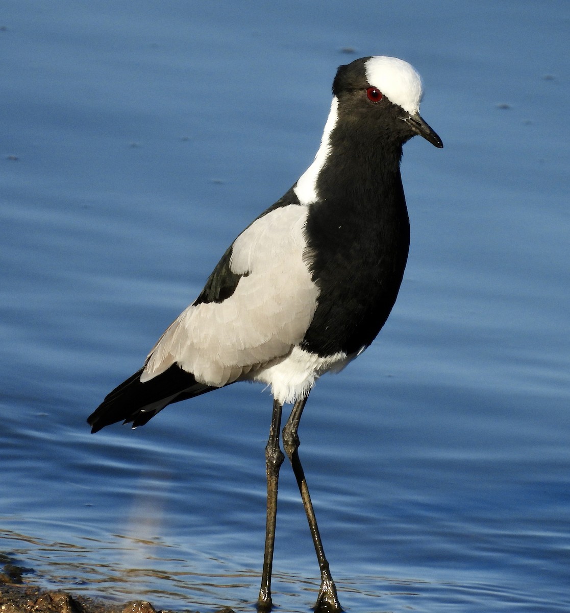 Vanneau armé - ML646989218