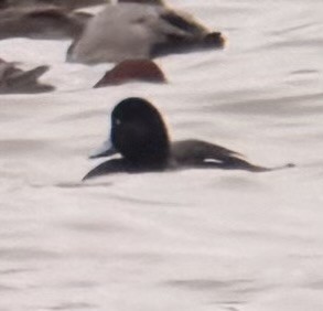 Porrón Bastardo - ML646989223