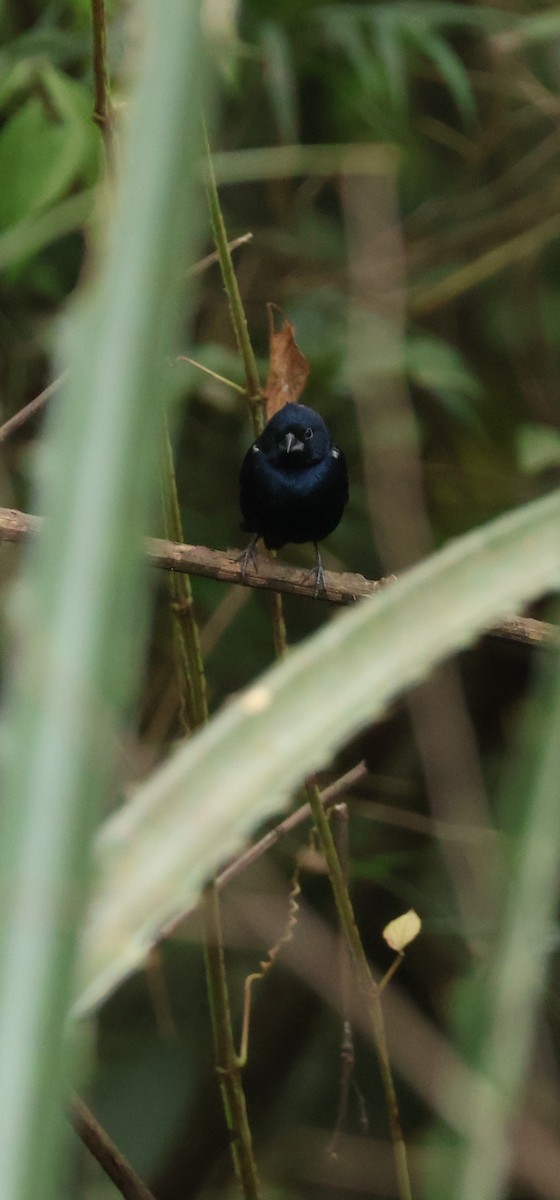 Blue-black Grassquit - ML646989224