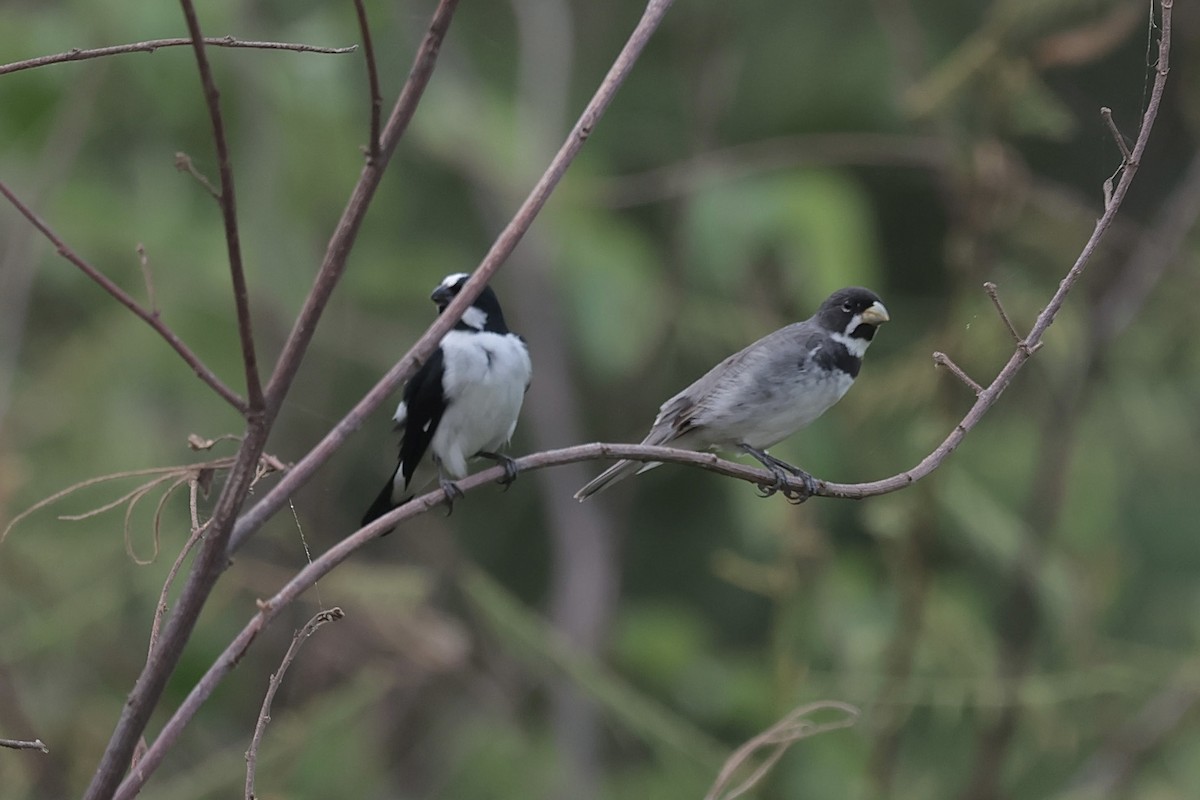 Double-collared Seedeater - ML646989229