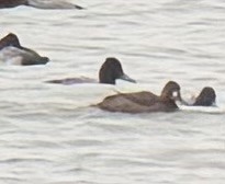 Porrón Bola - ML646989232