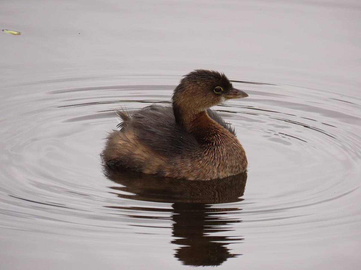 Пірникоза рябодзьоба - ML646989233