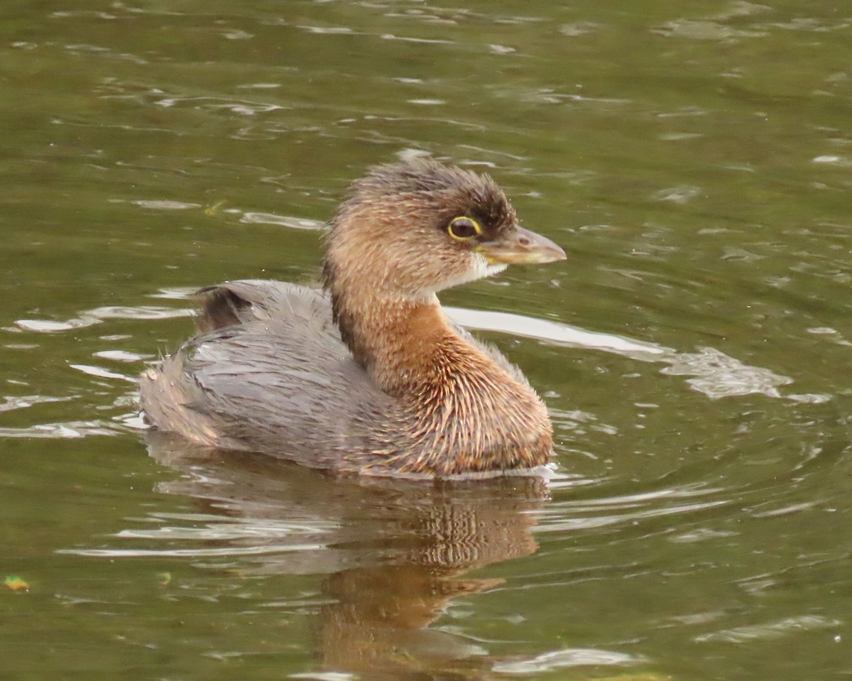 Пірникоза рябодзьоба - ML646989234