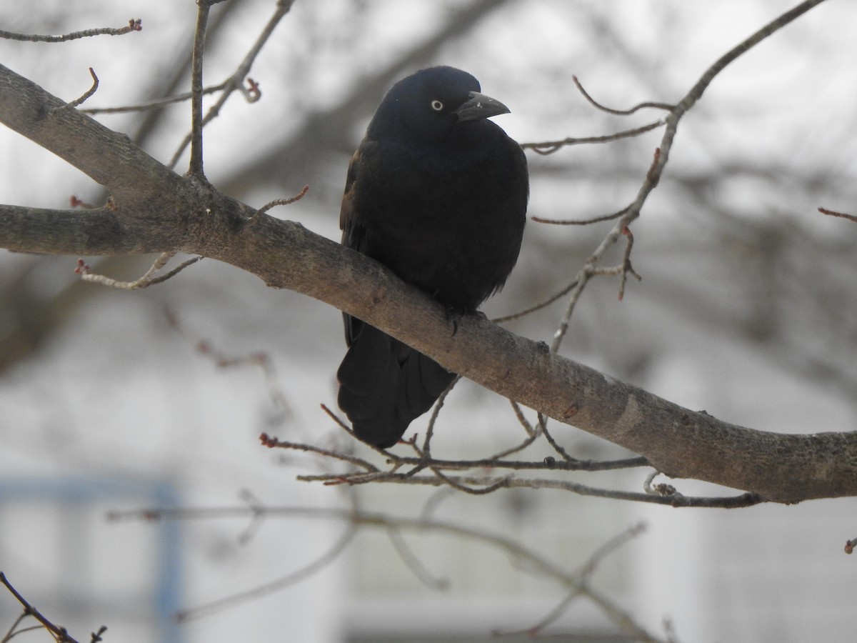 Mor Kiskal - ML646989238