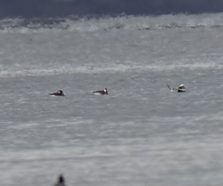 Pato Havelda - ML646989239