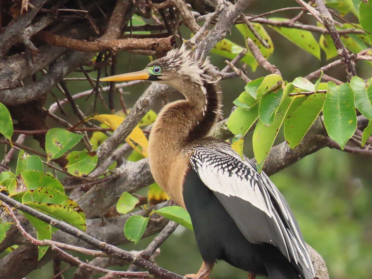 Змієшийка американська - ML646989243