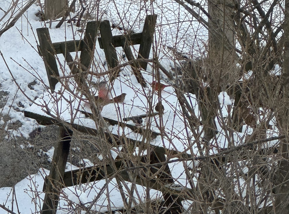 Юнко сірий - ML646989244