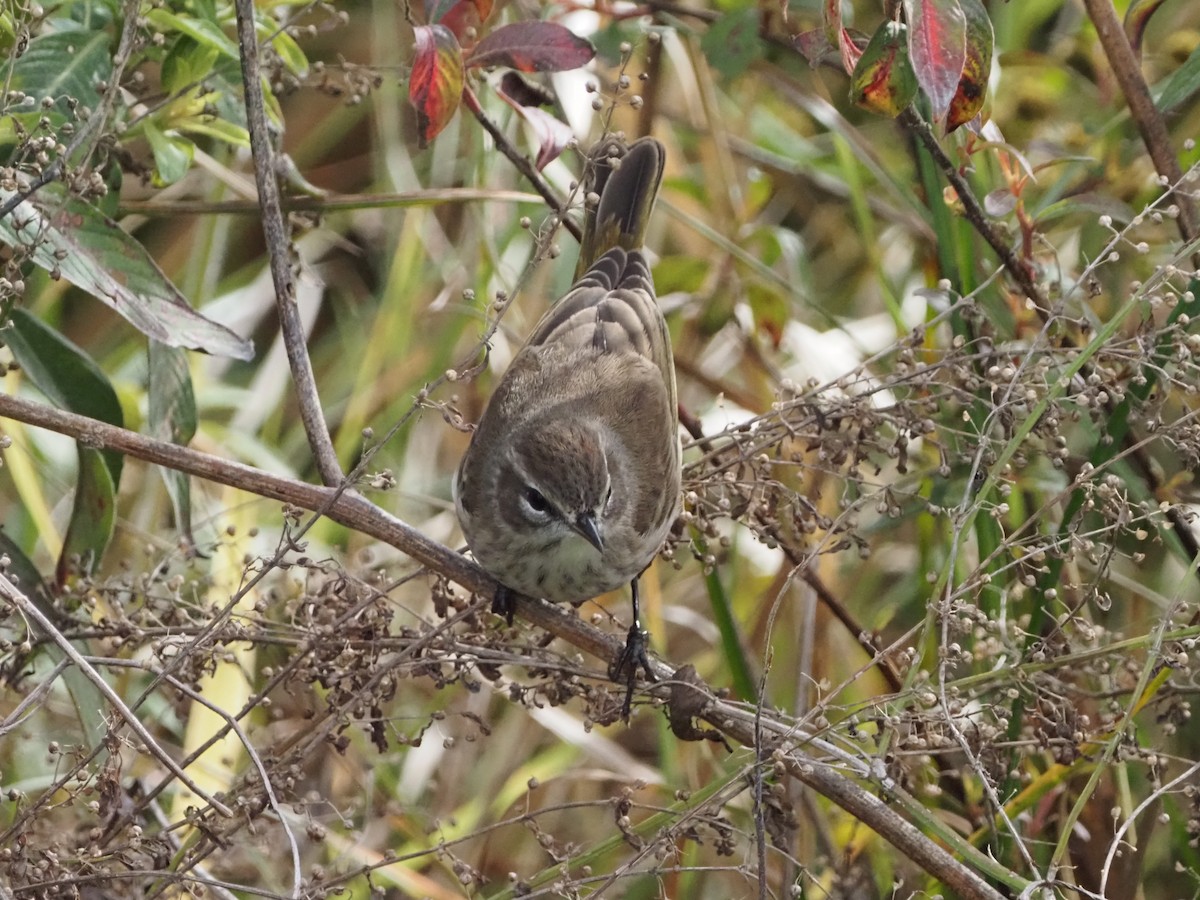 Palm Warbler - ML646989245