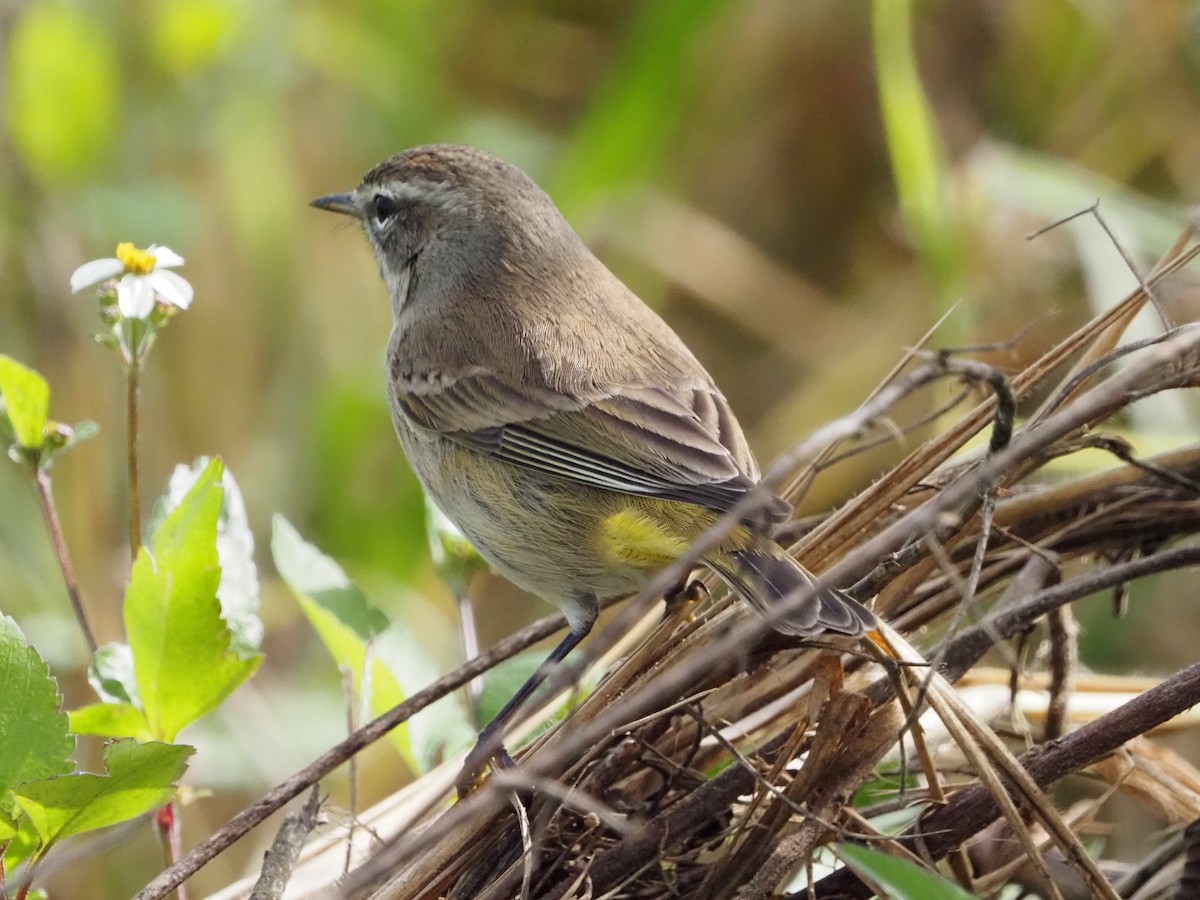 Palm Warbler - ML646989246