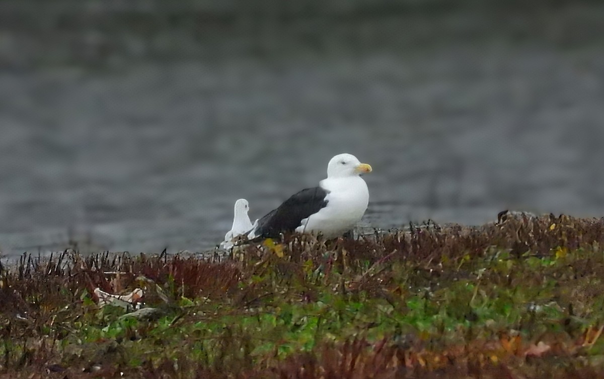 שחף ימי - ML646989249