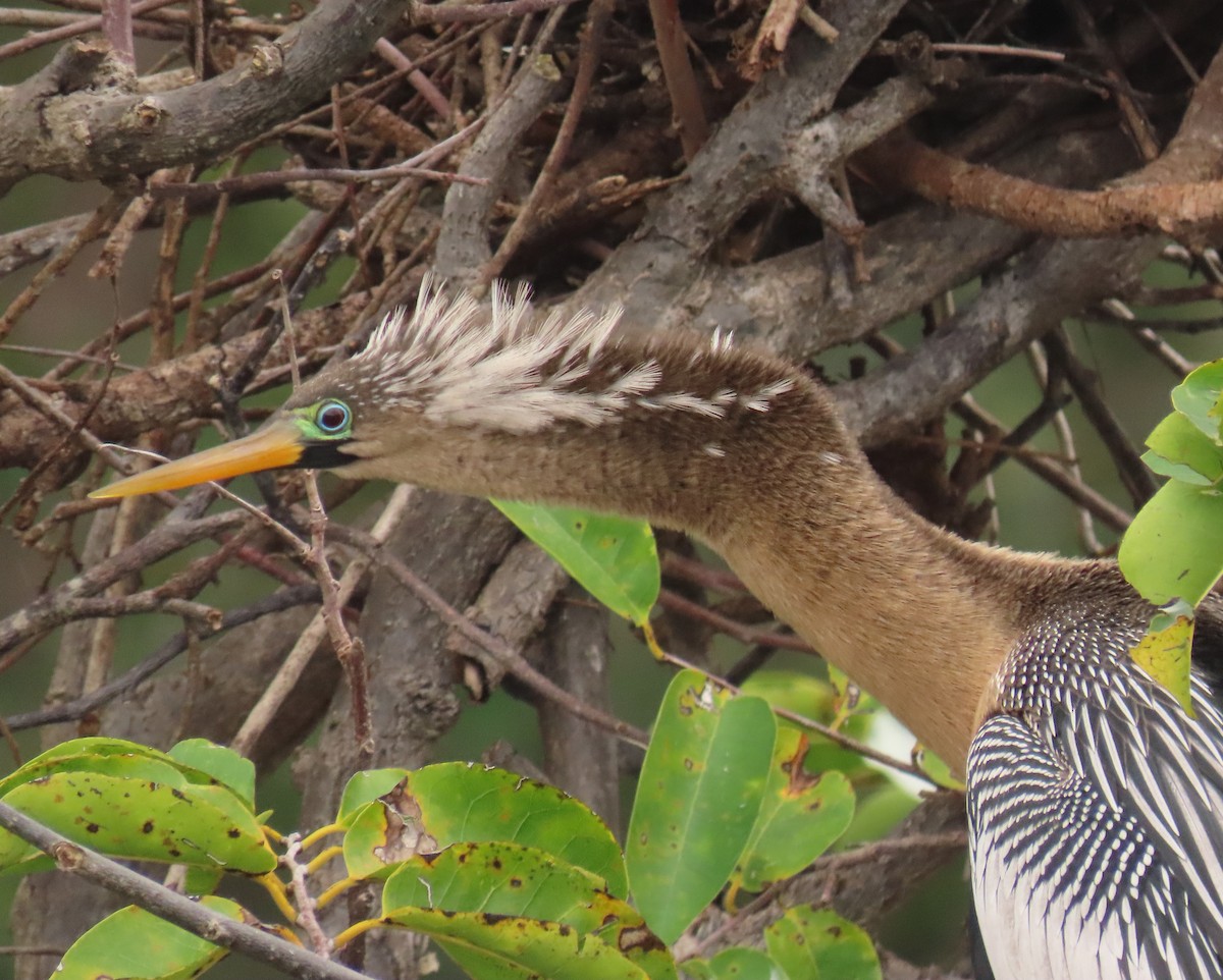 Змієшийка американська - ML646989250