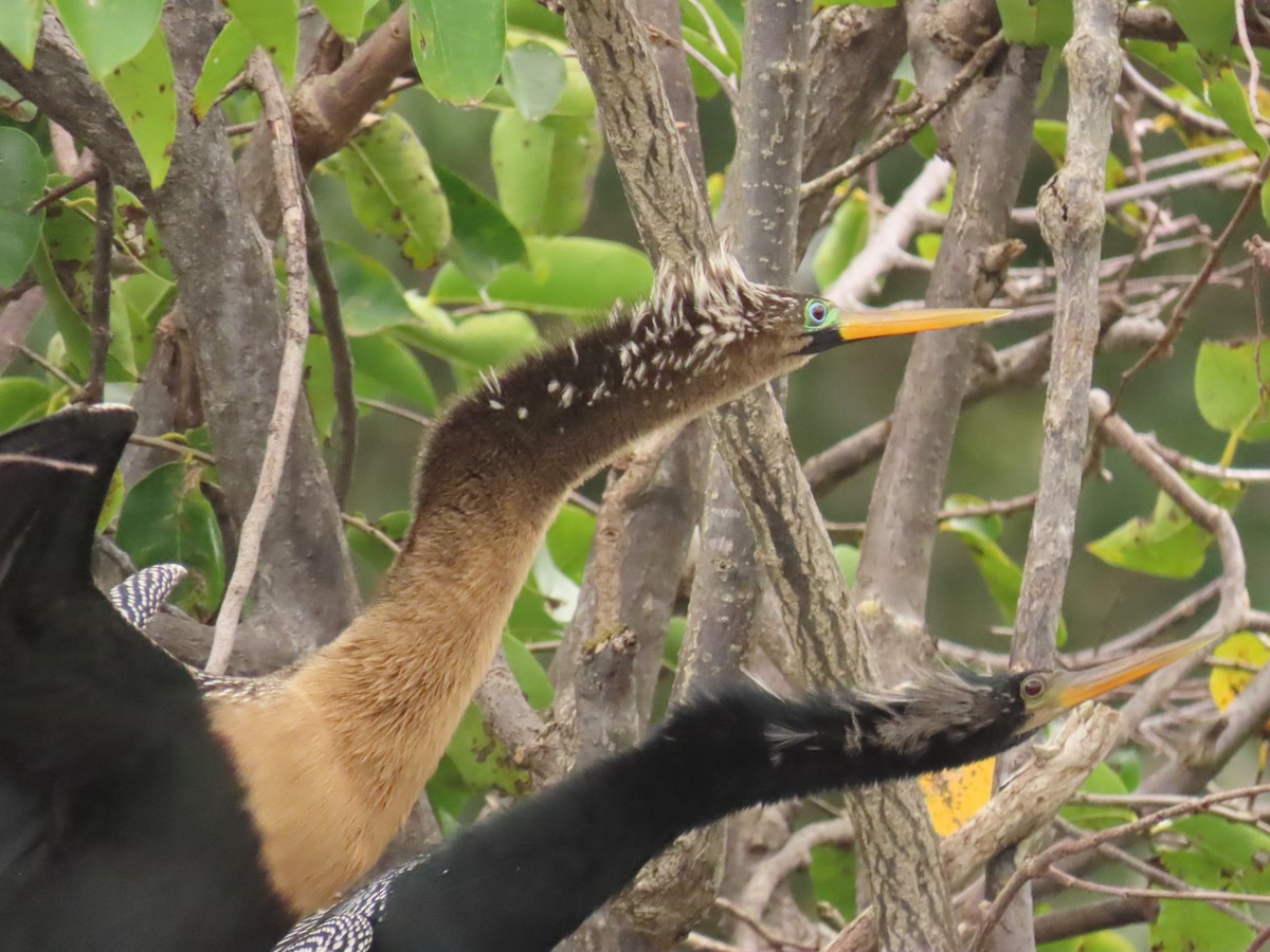 Змієшийка американська - ML646989251