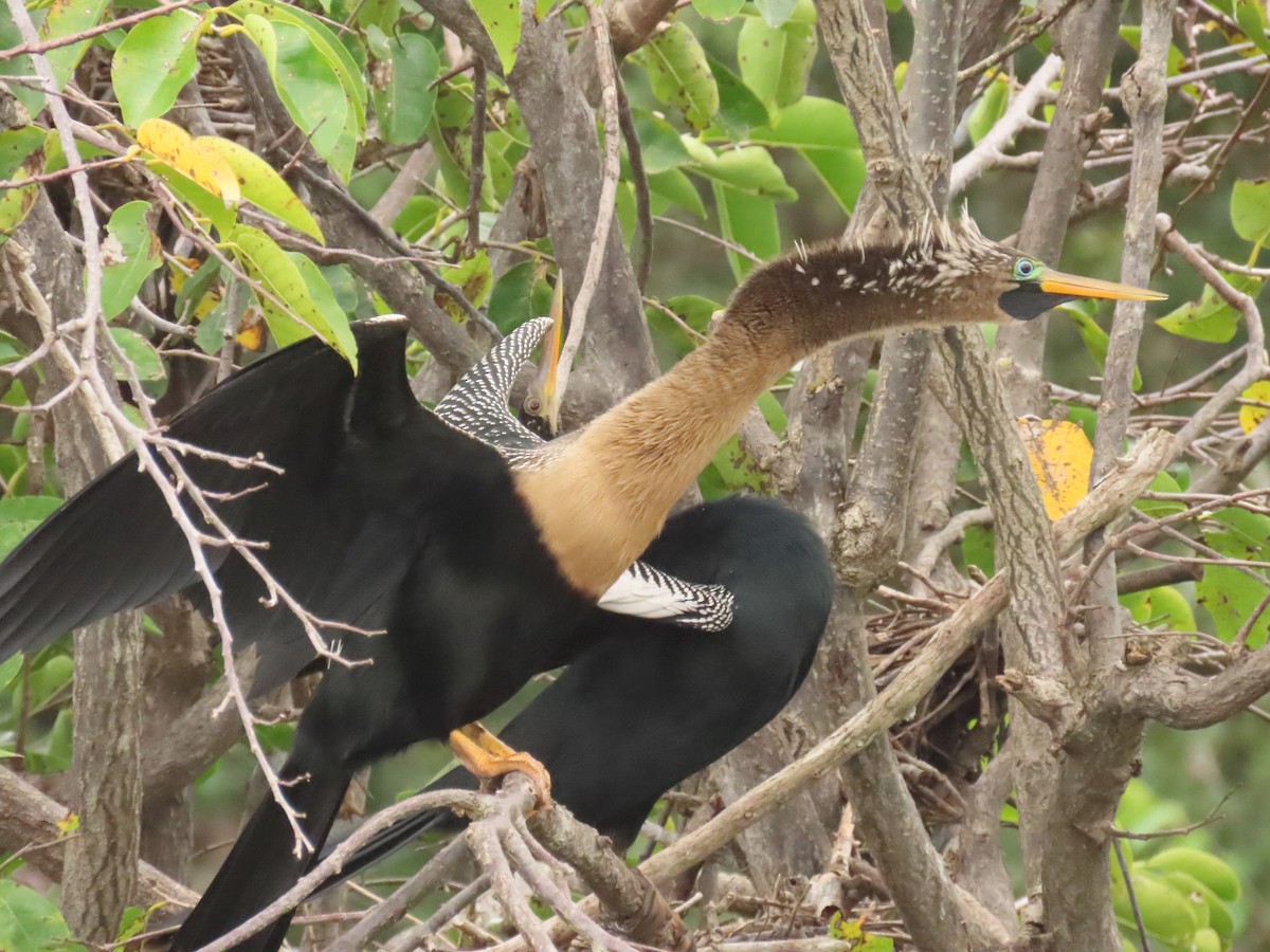 Змієшийка американська - ML646989254