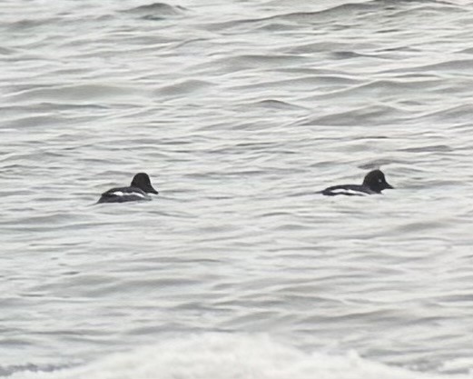 Porrón Osculado - ML646989255