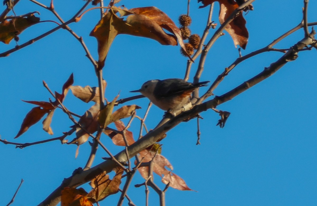 Sittelle à poitrine blanche - ML646989260