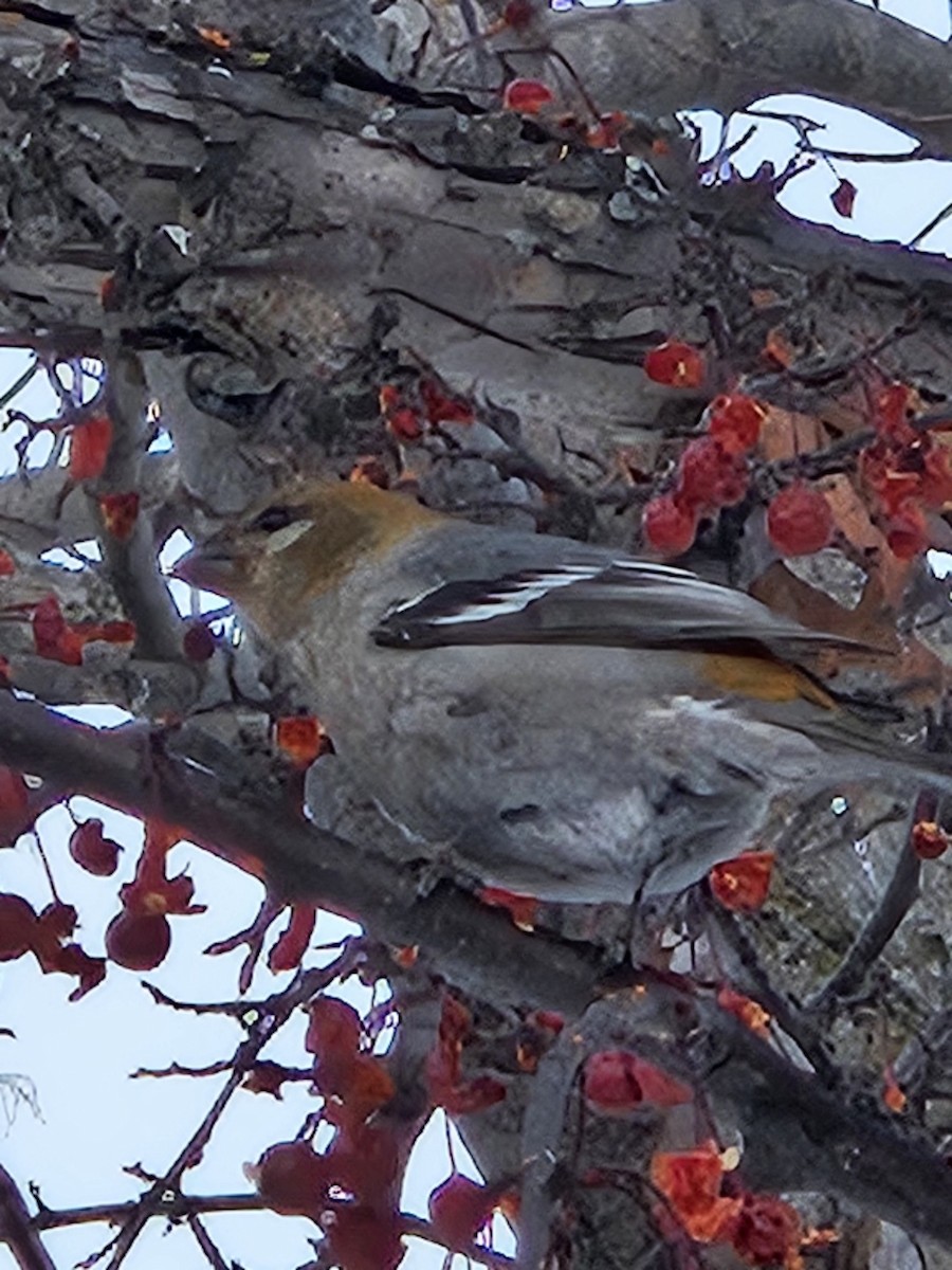 Pine Grosbeak - ML646989262