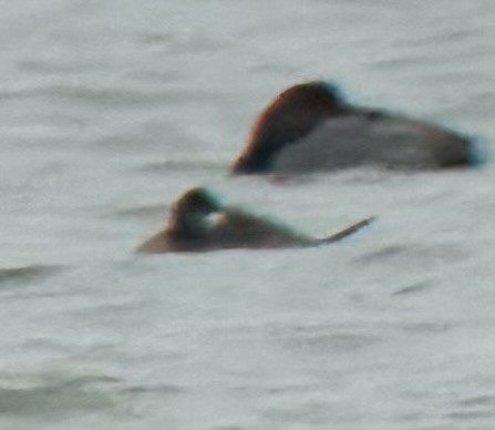 Malvasía Canela - ML646989264