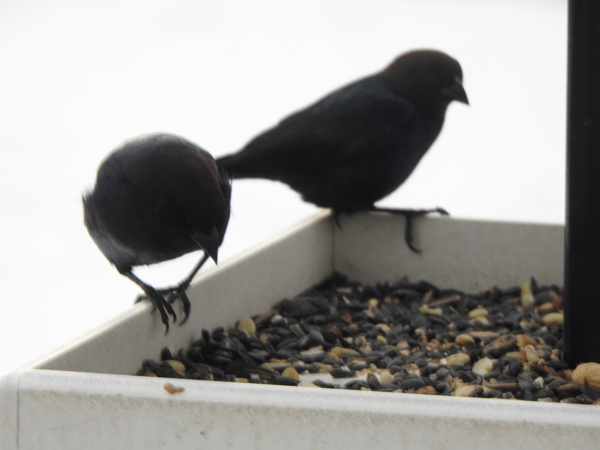 Boz Başlı İnekkuşu - ML646989265