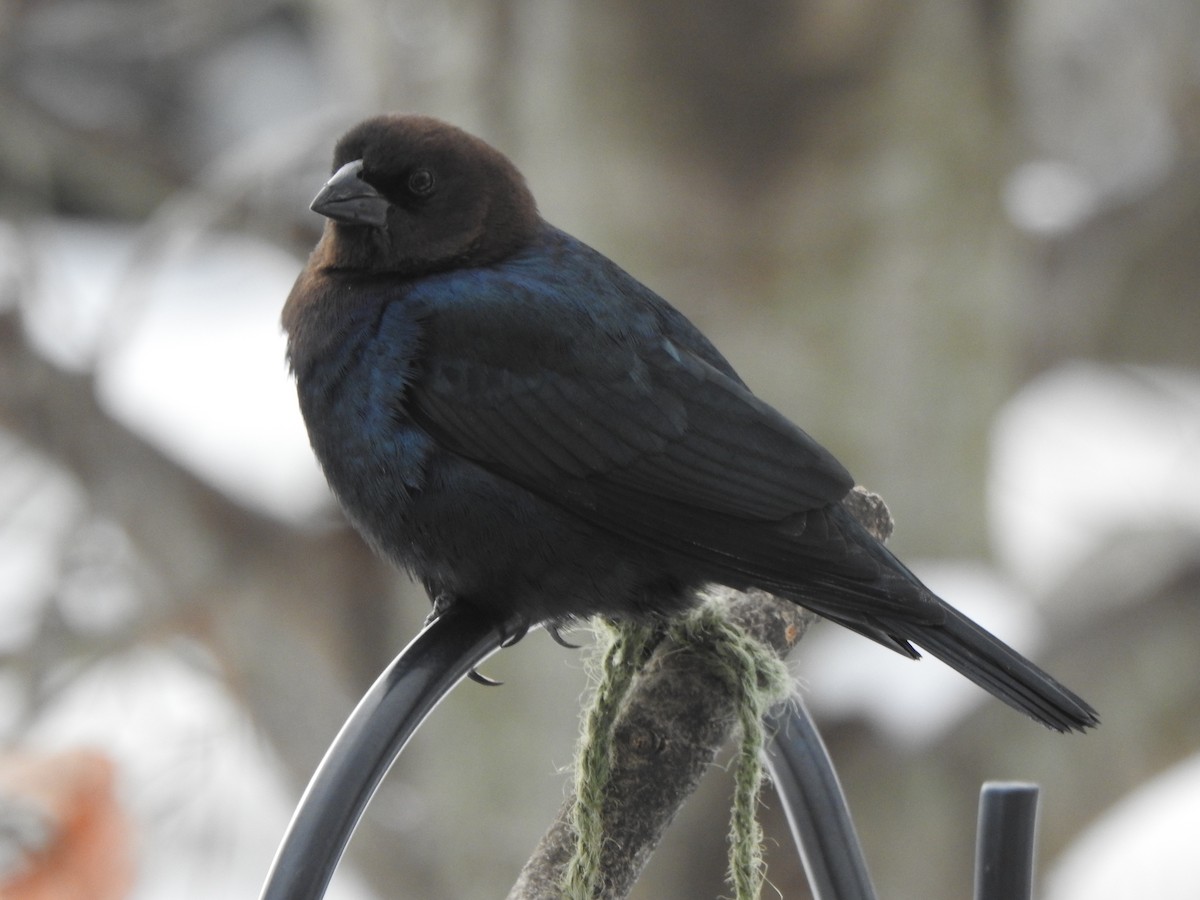 Boz Başlı İnekkuşu - ML646989266