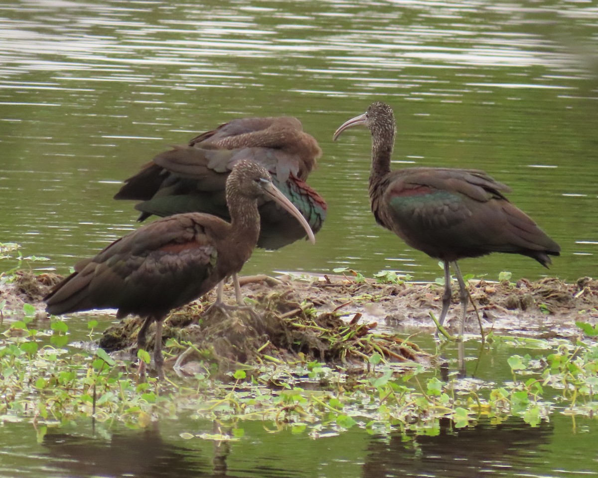 Коровайка бура - ML646989273