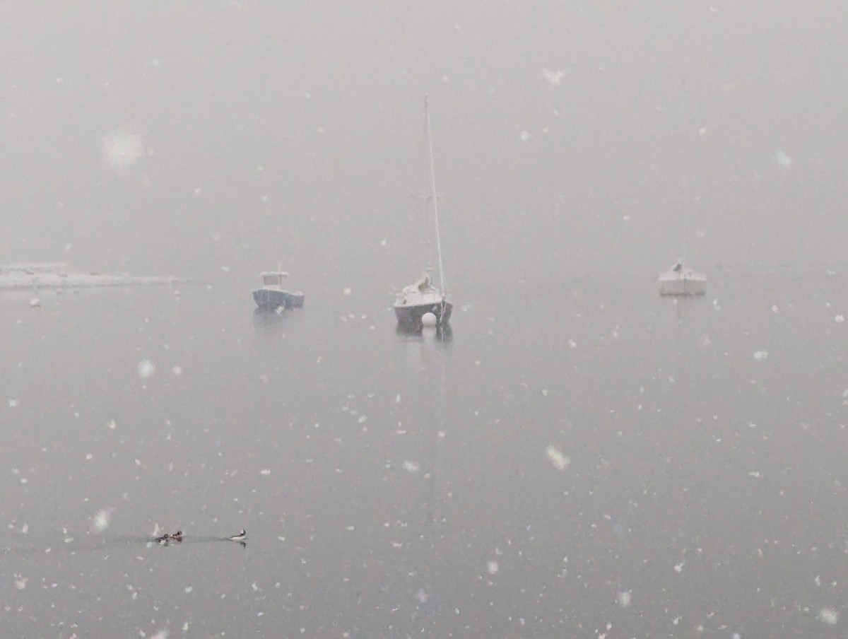 Büffelkopfente - ML646989274