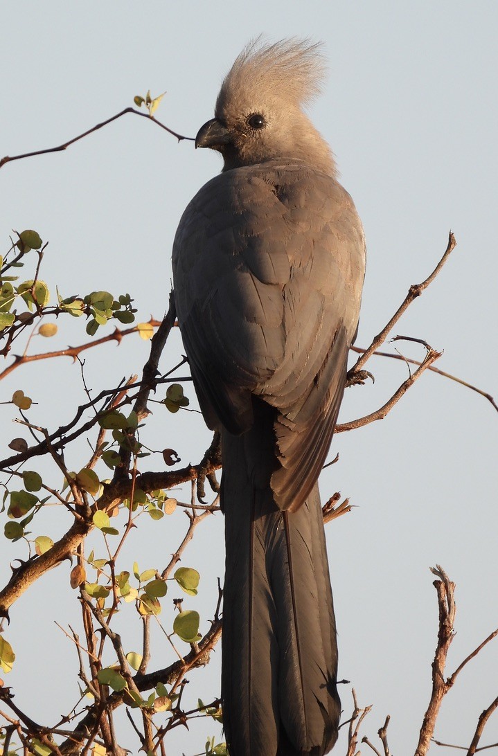 Gray Go-away-bird - ML646989275