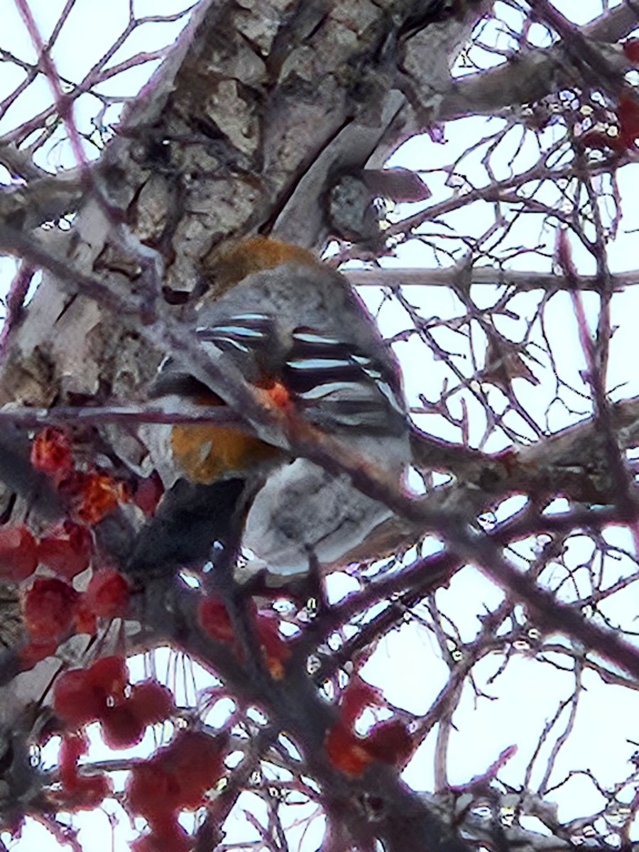 Pine Grosbeak - ML646989276