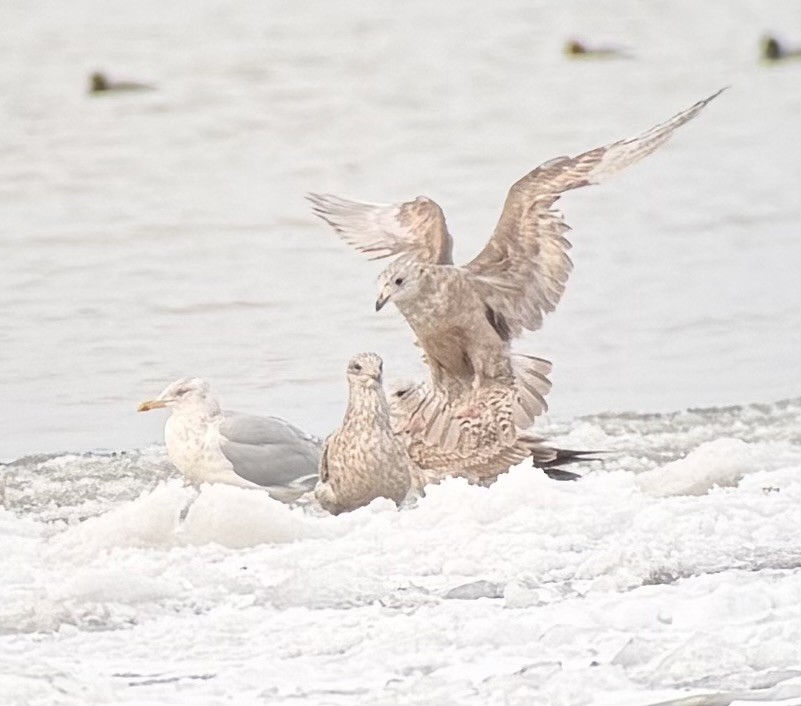 Gaviota Argéntea Americana - ML646989277