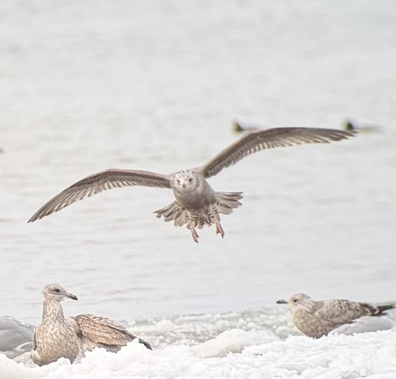 Gaviota Argéntea Americana - ML646989278