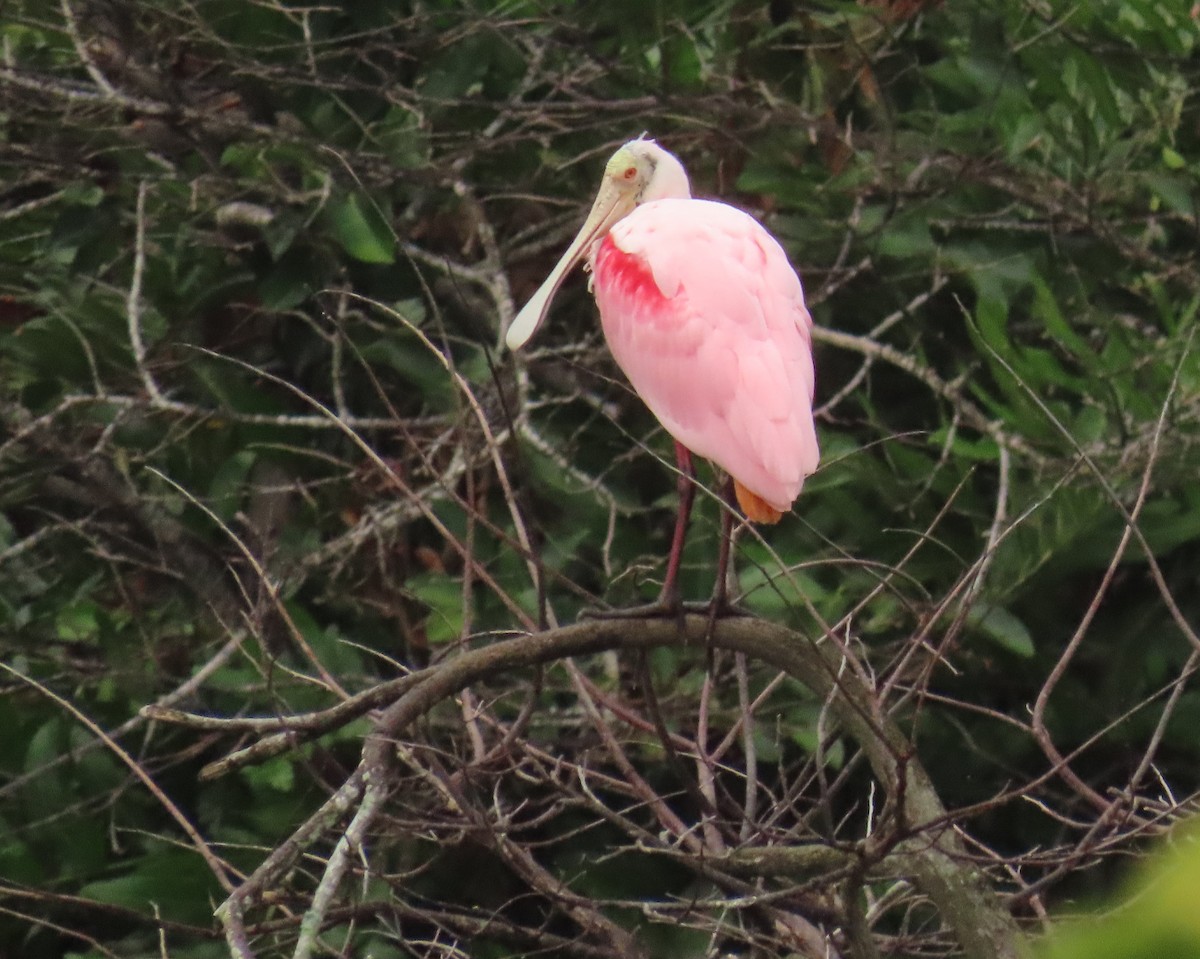 Косар рожевий - ML646989280