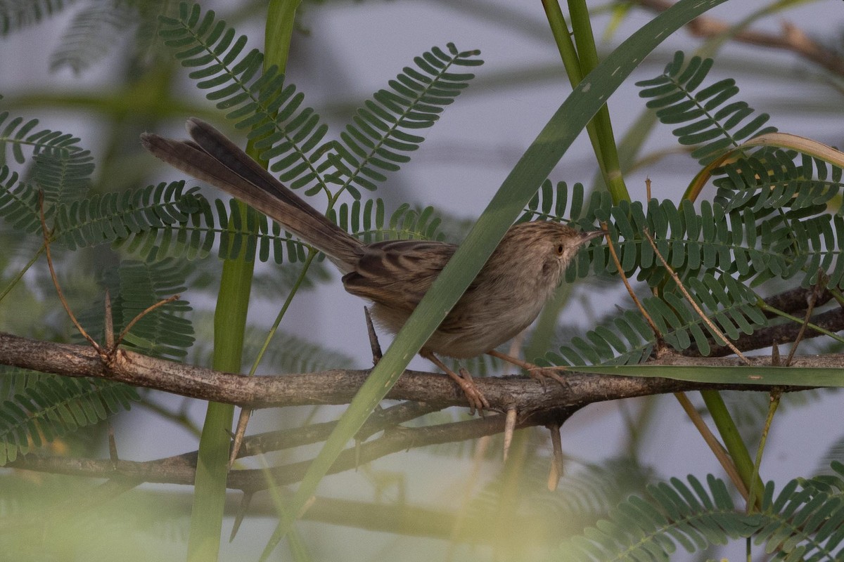 yndeprinia - ML646989281