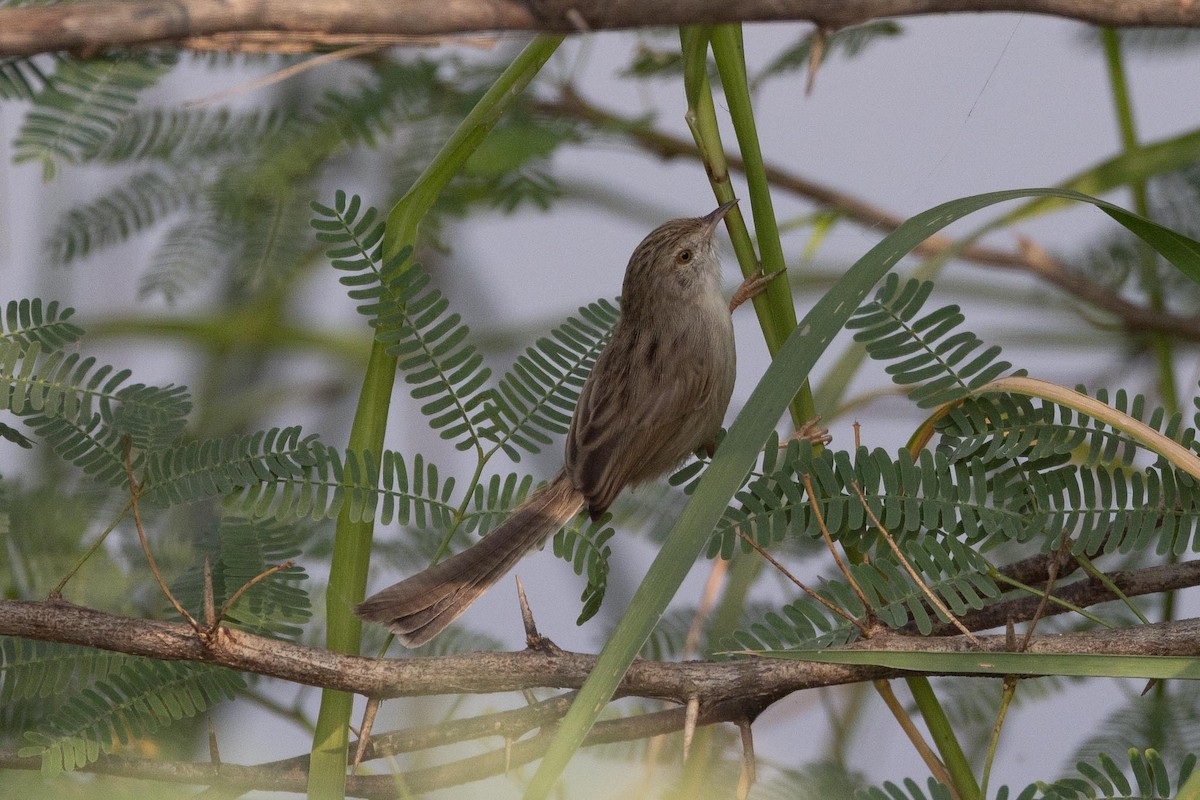 yndeprinia - ML646989282