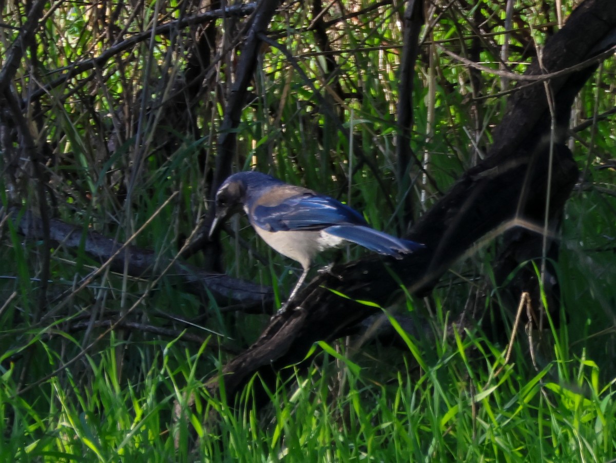 Geai buissonnier - ML646989285